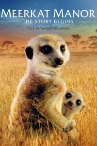 meerkats